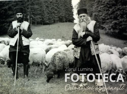 Ieromonahul Cleopa Ilie îngrijind oile mănăstirii Sihăstria